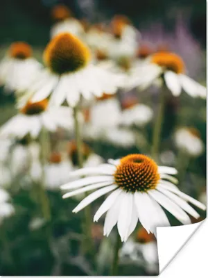 Produktbild von MuchoWow® Poster Blumen - Herbst - Botanisch 90x120 cm - Wohnzimmer