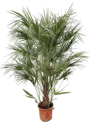 Immagine prodotto di Struzzo Chamaerops humilis - 170cm- Ø30 cm