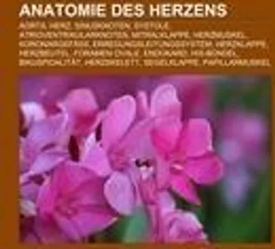 Produktbild von Anatomie des Herzens