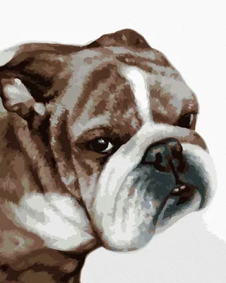 Produktbild von Zuty - Malen nach Zahlen - BULLDOGGE (MYROSLAVA VOLOSCHUK), 40x50 cm, mit Keilrahmen (bereits gespannt)