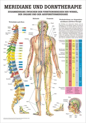 Produktbild von Meridiane u. Dorn Mini-Poster Anatomie 34x24 cm medizinische Lehrmittel