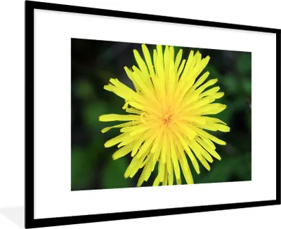 Produktbild von MuchoWow® Gerahmtes Poster Makro - Sonnenblume - Gelb 90x60 cm - Poster mit Schwarzem Bilderrahmen Wandposter Rahmen Foto Bilder - Wanddekoration - Fotos