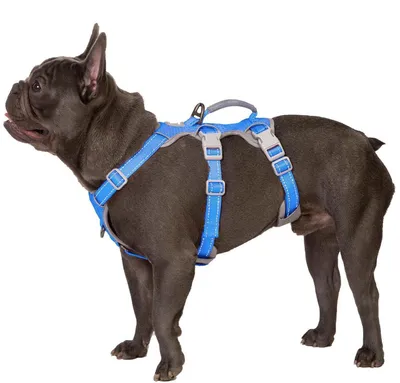 Produktbild von Sicherheitsgeschirr Hund Ausbruchsicher Reflektierend Gepolsterter Griff Meeresblau S