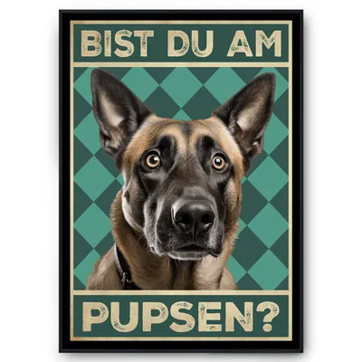 Produktbild von Malinois - Bist du am Pupsen? Hunde Poster Badezimmer Gästebad Wandbild Klo Toilette Dekoration Lustiges Gäste-WC Bild DIN A4 – DIN A4 mit Rahmen | Schwarz