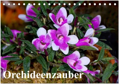 Produktbild von Orchideenzauber (Tischkalender 2025 DIN A5 quer), CALVENDO Monatskalender