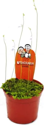 Image de Plante carnivore - Tuyau d'eau - Utricularia livida - Pot de 9cm - Rareté