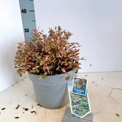 Zdjęcie produktu dla Ceratostigma griffithii – chińska rdestnica | 30–40 cm w doniczce