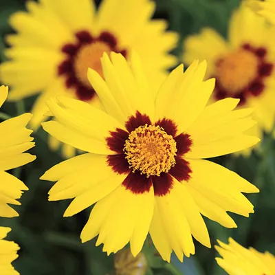 Produktbild von 6 x Mädchenauge  - Coreopsis lanceolata 'Sterntaler'  | Topf 9cm x 9cm