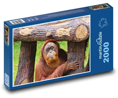 Obrázek produktu pro martinpuzzle - Puzzle 2000 - Orangurtan - opice, zvíře