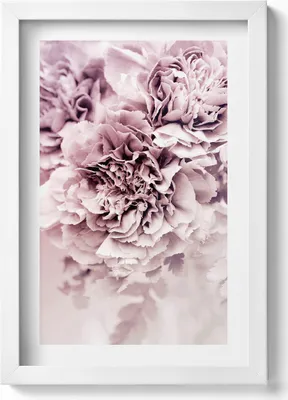 Produktbild von Blassrosa Pfingstrosenblüten– Wandbild mit Rahmen – Gerahmtes Bild  – Wanddekoration – 20x30 cm – Weiß