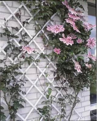 Obrázok produktu pre Rozšíriteľná plastová mreža, 50 x 150 cm, biela, s upevňovacou sadou, dekorácia na stenu, popínavé rastliny