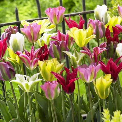 Produktbild von Tulpenzwiebeln Winterhart Mehrjährig - Viridiflora Frühlingsmischung - 25 Blumenzwiebeln - Pflanzen aus Holland - zwiebeln für Garten, Töpfe und Balkon (große Knollen, kein Samen, nicht künstlich)