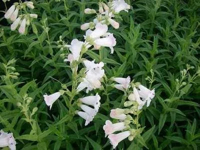 Produktbild von 6 x  Penstemon hybr. 'White Bedder' ( 'snowstorm') - Bartfaden - Topf 9 x 9 cm