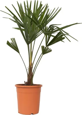 Produktbild von Chinesische Hanfpalme - Trachycarpus Fortunei - Höhe 65-75cm - ⌀21cm