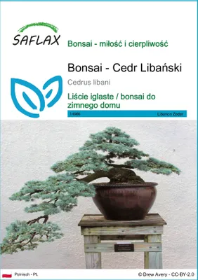 Zdjęcie produktu dla SAFLAX - Bonsai - Cedr Libański - 20 Nasiona - Cedrus libani