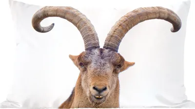 Produktbild von MuchoWow® Zierkissen Sofakissen Wohnzimmer Dekokissen 50x30 cm Steinbock - Tiere - Hoorn - Wohnzimmerdekoration - Polster mit Photo