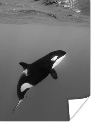 Produktbild von MuchoWow® Poster Orca - Wasser - Tiere 90x120 cm - Wohnzimmer