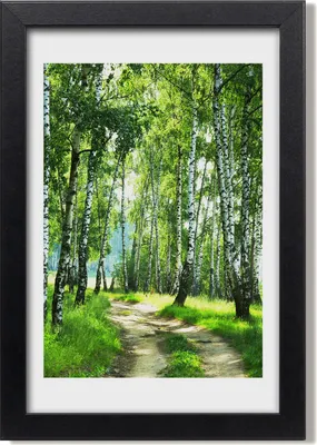 Produktbild von Bild 20x30 MDF-Rahmen, Wandkunst Birkenwald