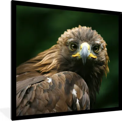 Produktbild von MuchoWow® Gerahmtes Poster Adler - Braun - Raubvogel 40x40 cm - Poster mit Schwarzem Bilderrahmen Wandposter Rahmen Foto Bilder - Mit Rahmen - Wanddekoration Schlafzimmer
