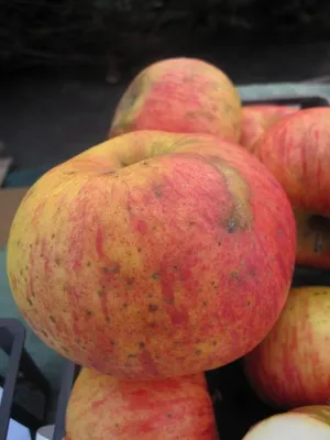 Produktbild von Malus Ingol - Winterapfel - Apfelbaum