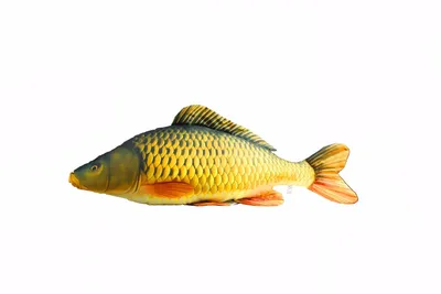 Obrázok produktu pre Plushie/Pillow Mini Fuller Carp 36cm