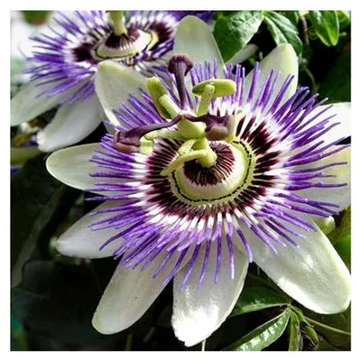 Produktbild von 2er Set Passionsblume - Passiflora caerulea | Mehrjährige blühende Kletterpflanzen - Winterhart & Immergrün - 2 x 1,5 Liter Topf