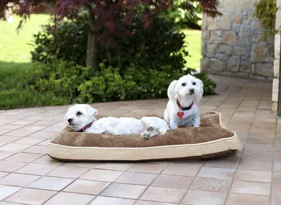Image de Coussin amovible pour animaux, 4 saisons, 66x49x12 cm