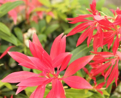 Produktbild von Lavendelheide Schattenglöckchen 'Pieris japonica Forest Flame' 20 - 25 cm