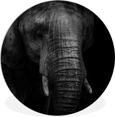 Produktbild von MuchoWow® Rundes Wandbild - Runde Bilder Elefant - Tier - Schwarz Ø 30 cm Kreis Wanddekoration Kunststoff - Wandkreis - Wandschmuck - Schlafzimmer - Bilder - Der Kreis - Kunst für die Wohnung - Plastik - Kunstdruck - Wandbild