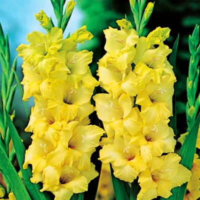 Immagine prodotto di Gladiolo Nova Lux a fiore grande, 5 pezzi Gladioli Bulbi di gladiolo