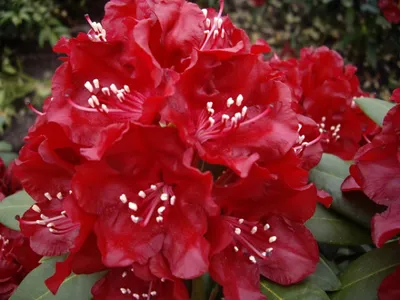 Produktbild von Großblumige Alpenrose Sammetglut - Rhododendron hybride Sammetglut - 30-40cm