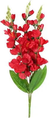Zdjęcie produktu dla Bukiet 5 czerwonych Gladioli o Wysokości 60 cm