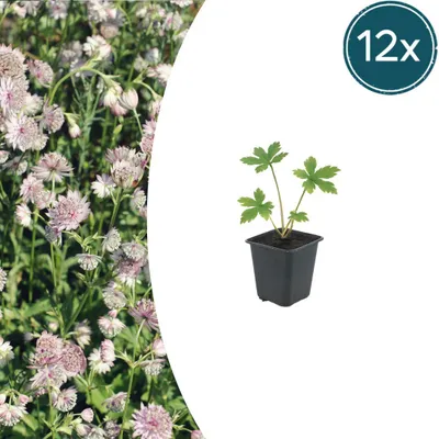 Immagine prodotto di Astrantia major | 12 pezzi - 10-25cm - Ø9cm - Pianta da giardino