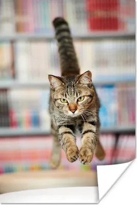 Produktbild von MuchoWow® Poster Katze - Frühling - Stuhl 60x90 cm - Wanddekoration