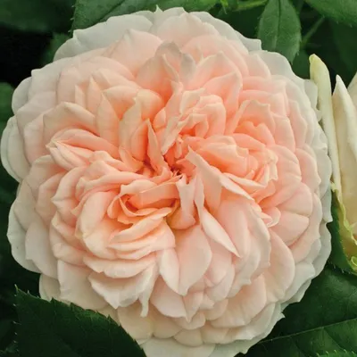 Produktbild von Rosa  - Kordes Beetrose - Rosa 'Garden Of Roses'®