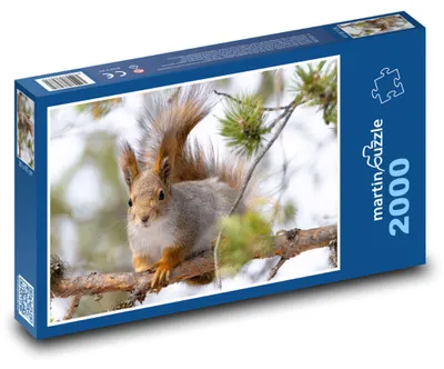 Zdjęcie produktu dla martinpuzzle - Puzzle 2000 - Veverka - hlodavec