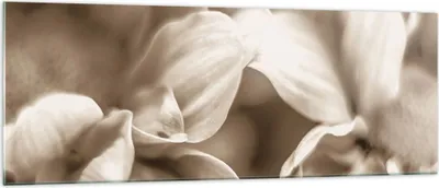 Produktbild von Bilder auf glas - Einteilig - Blumen Boho ohne - 140x50cm - Glasbilder - Wandbilder - Bilder - zum Aufhängen bereit - Wanddekoration aus Glas - Glas Bilder - Wandbild auf Glas - GAB140x50-4767