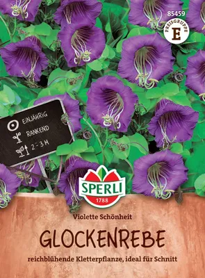 Produktbild von SPERLI Glockenrebensamen Violette Schönheit Cobaea scandens 10 Pflanzen