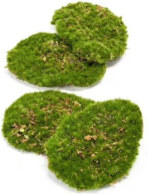 Produktbild von Moos 4er Set - Künstliches Moos 16x12cm - Realistische Moosplatten aus