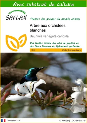 Image de SAFLAX - Arbre aux orchidées blanches - 5 graines - Avec substrat - Bauhinia