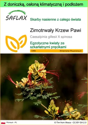 Zdjęcie produktu dla SAFLAX - Garden to go - Zimotrwały Krzew Pawi - 10 Nasiona - Z doniczką, pokrywą klimatyczną i podłożem do uprawy - Caesalpinia gillesii X spinosa