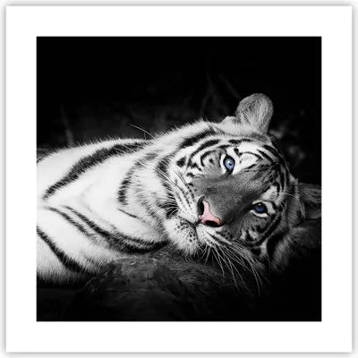 Produktbild von Poster - Poster ohne Rahmen - Weiß Tiger Schwarz und Weiß - 40x40 cm - Wand Bild - Wanddeko - Wandbilder - Kunstposter - Wandposter - Bilder - Kunstdruck - Wanddekoration - Wandbild - P2XAC40x40-4247