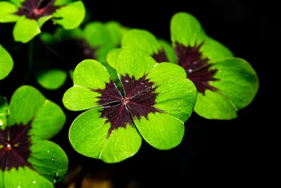 Produktbild von 10 Glücksklee-Zwiebeln "Iron Cross" – 4-blättriger Glücksklee  Geschenkidee | Zimmerpflanze | Oxalis deppei