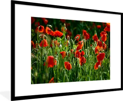 Produktbild von MuchoWow® Gerahmtes Poster Frontansicht von Mohnblumen auf dem Feld 90x60 cm - Poster mit Schwarzem Bilderrahmen Wandposter Rahmen Foto Bilder - Wanddekoration - Fotos