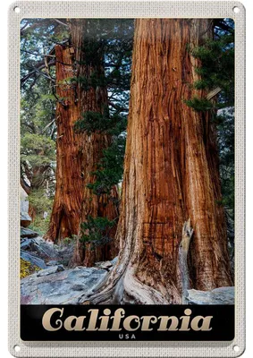 Produktbild von Blechschild Reise 20x30cm California Amerika Natur Wald Bäume