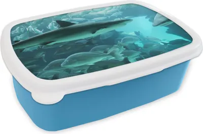 Obrázok produktu pre KitchenYeah® Lunchbox Box na desiatu 17x11 cm Veľký žralok v akváriu Detský box na desiatu - obed - plastový - plechovka na chlieb - sendvičový box - box na desiatu pre deti