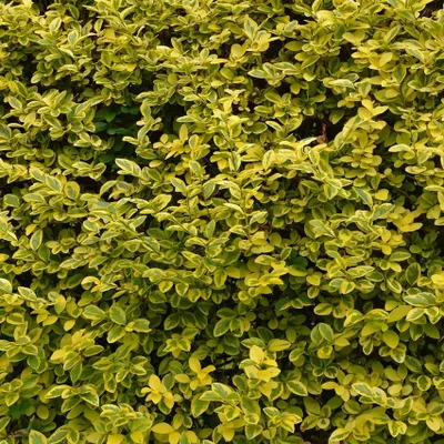 Produktbild von Goldliguster - Ligustrum ovalifolium Aureum 2-3 Liter Topfballen