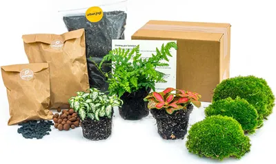 Produktbild von Flaschengarten Paket Farn - 3 Pflanzen - Nachfüll & Starterpaket DIY - Pflanzenterrarium Nachfüllset