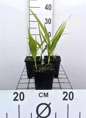 Zdjęcie produktu dla 6 x Bletilla striata - Chinesische Bodenorchidee - Topf 9 x 9 cm