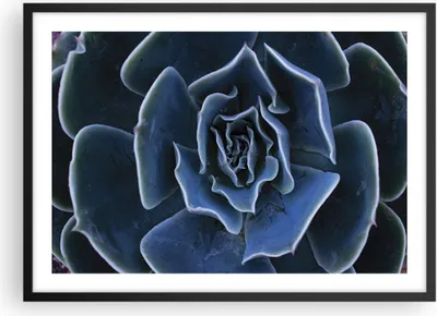 Produktbild von Gerahmtes Poster - Schwarzer Rahmen - Blau Kaktus Blume - 70x50 cm - Wand Bild - Wanddeko - Wandbilder - Kunstposter - Wandposter - Bilderrahmen - Bilder - Kunstdruck - P2BAA70x50-5008